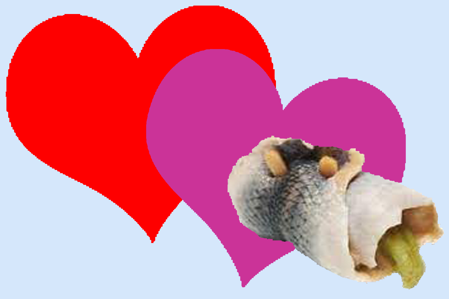 Rollmops oder Liebe?