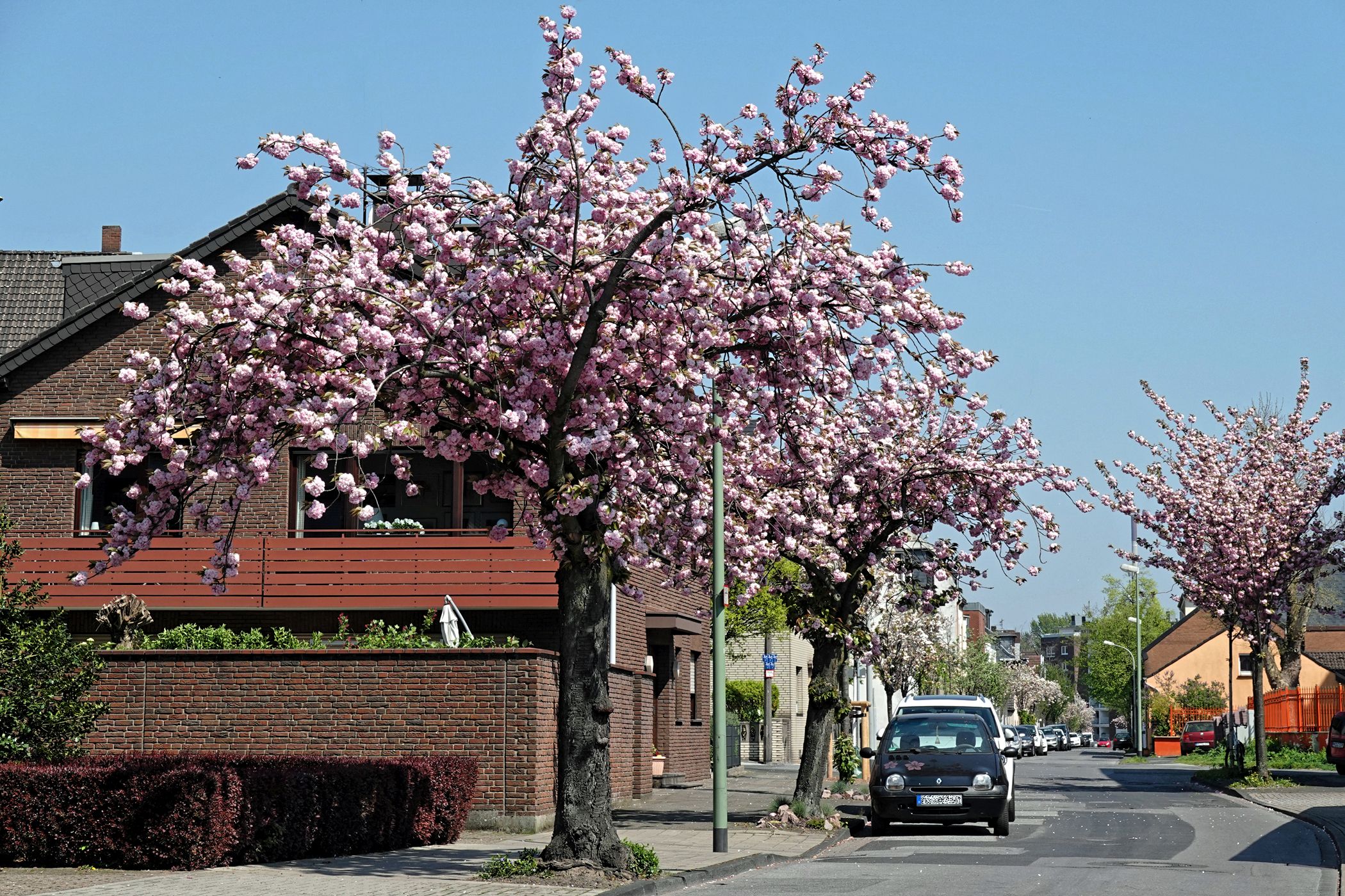 Kirschblüte im Heimatkaff #1